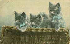 Kittens x 3 Cats Postcard Antique 1909 Blue Bows Adorable picture