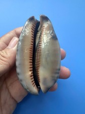 76.3mm | Mauritia arabica asiatica | GIANT size | F+++ | RARE | Nice Shell picture