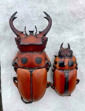 Lucanidae Homoderus johnstoni From Congo Pair 50/31mm A1 Very Rare Large Size  picture