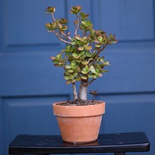 Jade terra cotta tree picture
