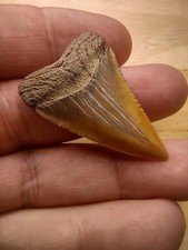 A World Class Ultra Scarce Color Fossil Great White Shark Tooth Sharks Teeth AU picture