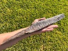 HUGE Fossil Swordfish Fin Protosphyraena Kansas Cretaceous Niobrara Chalk 17.75” picture