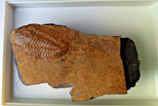 RARE British UK Found Barrandia Homfrayi Trilobite Ordovician 485-443 M.Y.O. OV5 picture