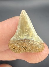 Worn GREAT WHITE Shark Tooth Fossil 0.91” from California picture