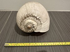 Melon Shell picture