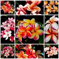 1000 SEEDS PLUMERIA FRANGIPANI RUBRA MIXED ASSORTED COLOURS SET 3  picture