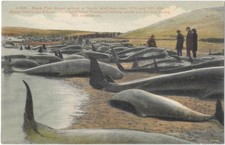 Black Fish Whales Driven Ashore South Wellfleet MA Cape Cod Disaster Postcard picture