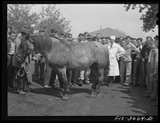Photo:Ames Iowa Iowa State Veterinary School Horse Diagnosis 1942 picture