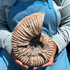 6.84LB Large Natural Beautiful Ammonite Fossil Conch Crystal Specimen Healing picture