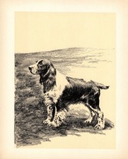 Vintage Springer Spaniel Print 1930s Cleanthe Carr Dog Wall Art Decor 7001 picture