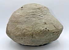 Large 31-lb Paleozoic Fossil Concretion w/Trilobite, Brachiopods, Gastropod poop picture