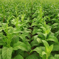 Kentucky Tobacco 500 seeds – Heirloom Tobacco Plant – Nicotiana Tabacum picture