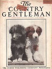 1914 Country Gentleman February 21 - Collie Puppies Cover picture