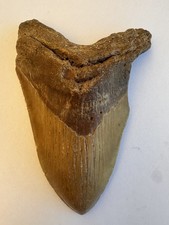 Golden Brown Megalodon Shark Tooth(No Restoration) 6.1 inches picture