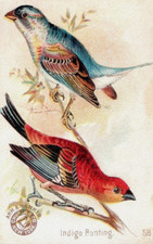 1880s-90s Arm & Hammer Beautiful Birds Indigo Bunting No.58 F150 picture