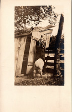 Postcard Real Photo RPPC Man Straddling a Sheep Lamb? Unposted picture