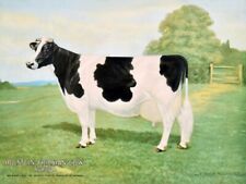 Holstein Friesian Cow, True Type NEW METAL SIGN: Great Artwork picture