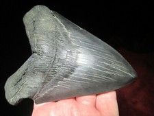 6 1/8 Inch MEGALODON SHARK TOOTH Fossil Fish Teeth MEGA SERRATED SEA MONSTER SIX picture