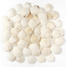 48 PCS Scallop Shells Natural Seashell, 1.5