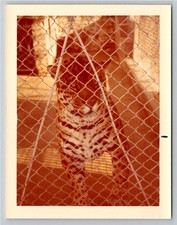 1970s Big Cat Jaguar Leopard Zoo Enclosure Vintage Color Photo Snapshot picture