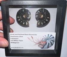 SUPER RARE Sliced Framed BLACK AMMONITE Lot Dinosaur Era Fossil One Per Order picture