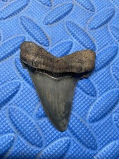 Angustidens shark tooth fossil 2.6 inch High quality from SC picture