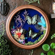 Homemade OOAK Real Butterfly Taxidermy Shadow Box Whimsigoth Blue Velvet Art picture