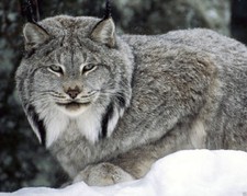 Wild Cat CANADIAN LYNX Glossy 8x10 Photo Nature Print Wall Art Poster picture