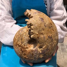 6.93 LB Natural Ammonite Fossil Specimen Home Table Decor Healing Stone 6059 picture