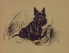 Scottish Terrier - CUSTOM MATTED Small 5 x 7 - Lucy Dawson Dog Art Print NEW picture