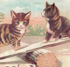 1880s-90s Richards & Sutphin The Old Staten Island Dyeing Est. Cute Kittens F180 picture