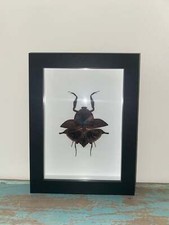 Deroplatys truncata in a Frame picture