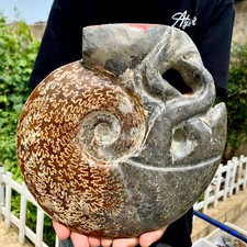 6.1LB Rare natural polished Natural conch fossil specimens of Madagascar picture