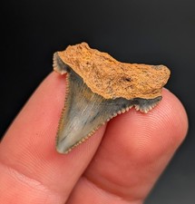 Absolutely Incredible Blue And Orange Auriculatus Shark Tooth North Florida Gem picture