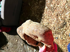 Wooden Burl from oak tree phone station picture