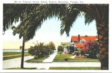 WB Postcard~Tampa Fl.~Tropical Street Scene Suburb Beautiful Bungalows c1920 picture