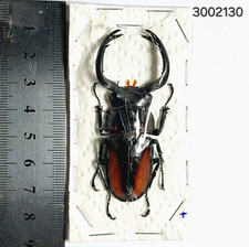 Lucanidae Rhaetulus crenatus speciosus,  huge size 62.5 mm  #2130 NORTH THAILAND picture