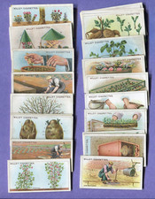 1923 W. D. & H. O. WILLS GARDENING HINTS 50 DIFFERENT TOBACCO CARD SET picture