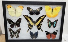 Real framed Butterfly collection #8 picture