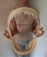 Monster Bull SHARK JAW Professionally Cleaned.  12 inches of real shark jaws picture