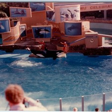 c1980s SeaWorld Shamu Celebration Killer Whale Orca Show Trainer Snapshot 5