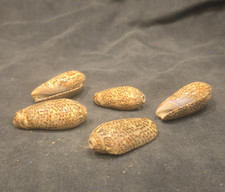 Blood Reticulata Oliva Olive Seashells, Lot of 5 - Tan Speckled Approx. 2-3 in picture