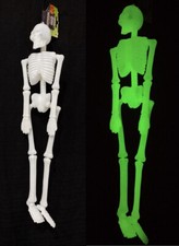 Glow In The Dark 18 inch Skeleton Realistic Scary  Decoration picture