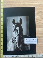 Affirmed Thoroughbred Race Horse Hollywood Derby 1978 K Barrett Book Photographs picture