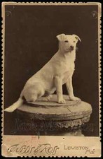 RARE Antique Cabinet Card Hoy the Singing Circus Dog Photo / Lewiston Maine picture
