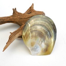 Black Lip Pearl Oyster Shell Pinctada Margaritifera MOP Clam 4 1/2