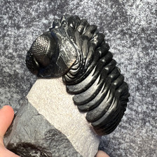 Drotops megalomanicus Trilobite Fossil – Large Display ✅ picture