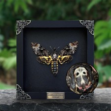 Real Framed Death's-Head Moth | Dried Insect Taxidermy | Gothic Wall Art picture