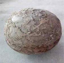 Segnosaur Dinosaur Egg Fossilized Crystallized Fossil Jurassic Cretaceous World picture