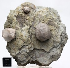 BLASTOID FOSSIL PLATE Sea Life Matrix Mineral Specimen Echinoderm ILLINOIS RARE picture
